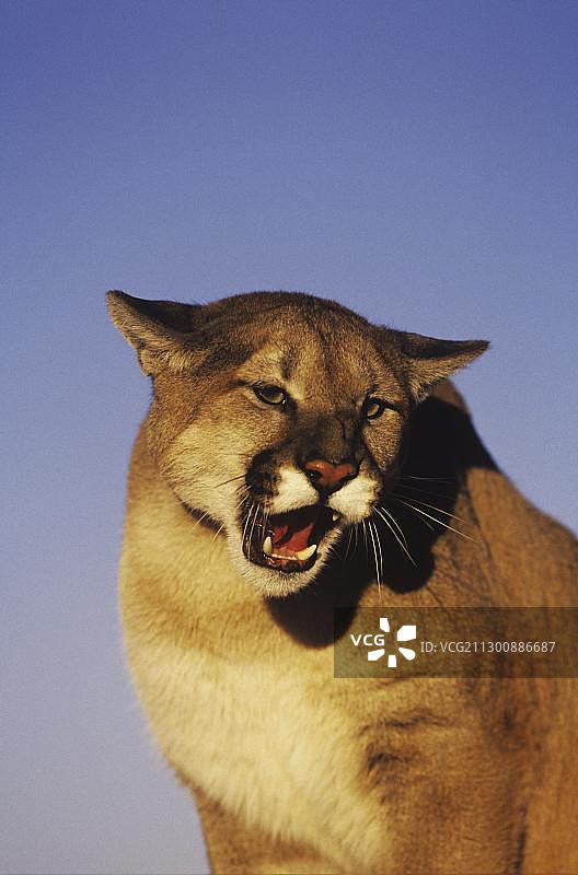 美洲狮，成年，咆哮，圈养，美国科罗拉多州，北美洲图片素材