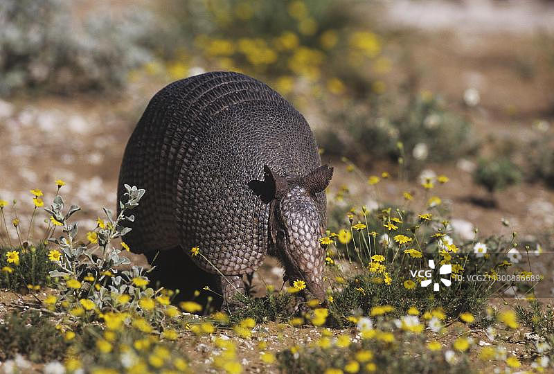 九带犰狳，成年个体在沙漠花丛中行走，美国德克萨斯州图片素材