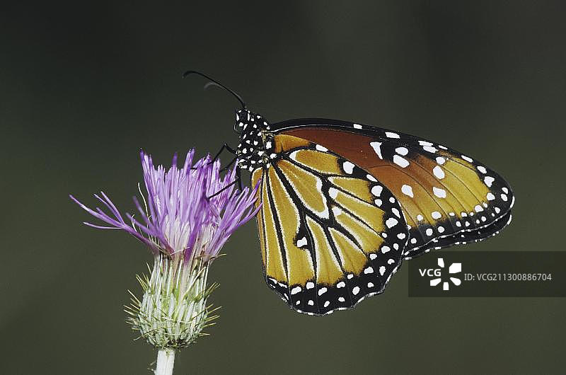 王后蝶（Danaus gilippus），成虫以蓟为食，美国德克萨斯州辛顿，北美图片素材