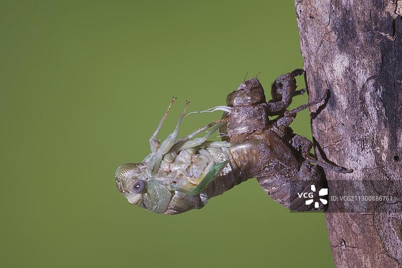 蝉（Tibicen resh），成年蝉从若虫皮中钻出，美国德克萨斯州辛顿图片素材