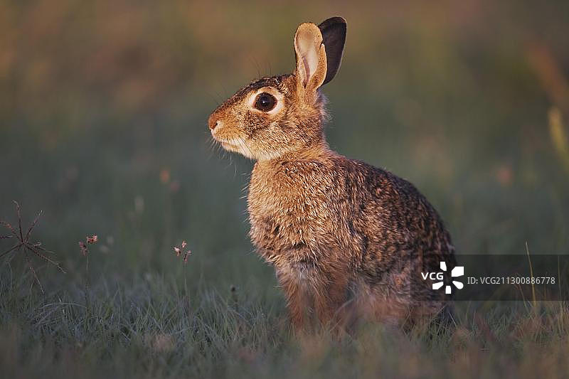美国德克萨斯州：成年美洲兔图片素材