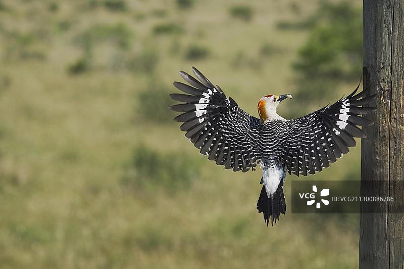 北美洲美国德克萨斯州金额啄木鸟（雄性）落在巢穴上图片素材