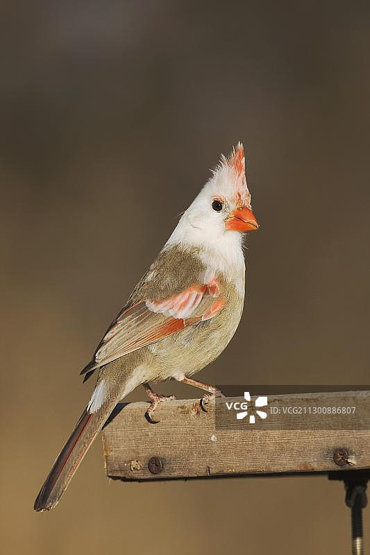 栖息在喂食器上的白化北美红雀（雌性），美国德克萨斯州班德拉图片素材