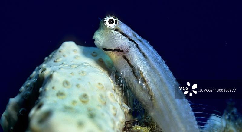 纳洛洛（Ecsenius nalolo），红海，埃及，非洲图片素材