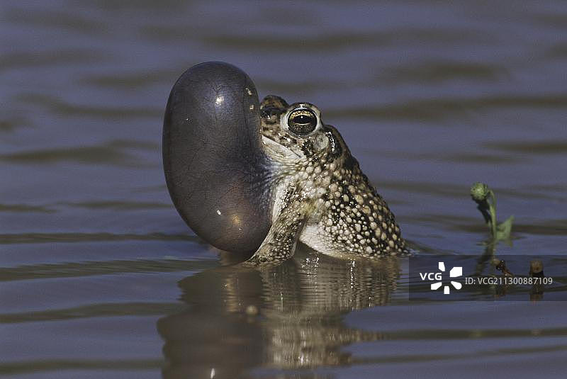得克萨斯蟾蜍（Bufo speciosus），雄性鸣囊膨胀，斯塔尔县，格兰德河谷，得克萨斯州，美国，北美图片素材