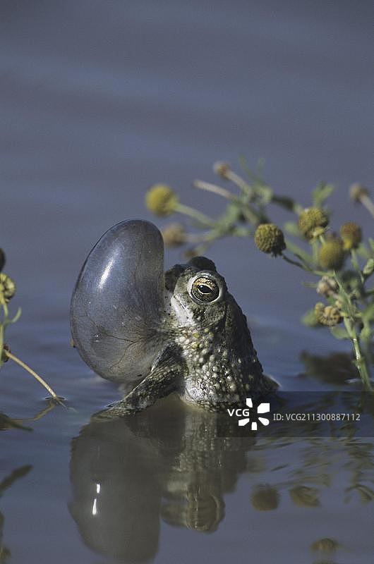 得克萨斯蟾蜍（Bufo speciosus），雄性鸣囊膨胀，斯塔尔县，格兰德河谷，得克萨斯州，美国，北美图片素材