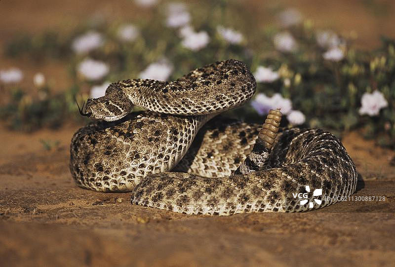 西部菱斑响尾蛇(Crotalus atrox),成年个体在沙漠花丛中摆出防御姿势,美国德克萨斯州格兰德河谷斯塔尔县,北美洲图片素材
