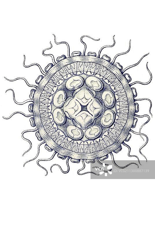 历史插画：第18号图版，Discomedusae，水母，Linantha, 9/ Atolla Wyvillei图片素材