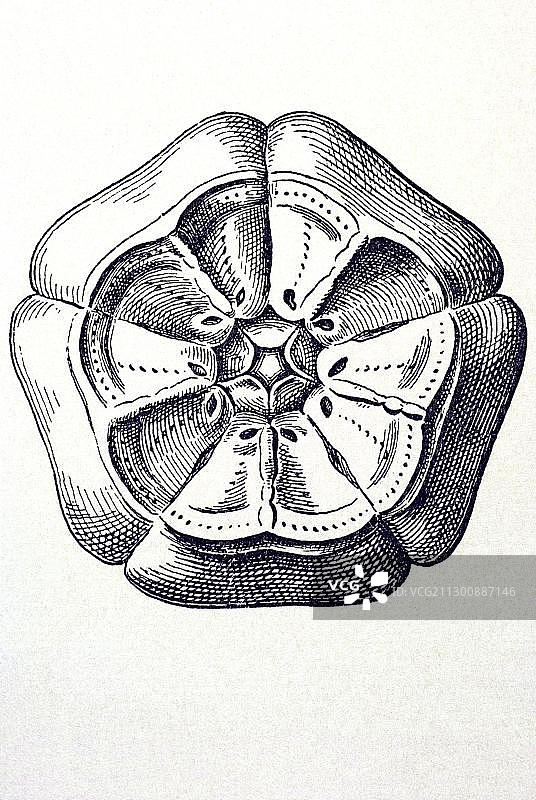 自然艺术形态：海百合图片素材