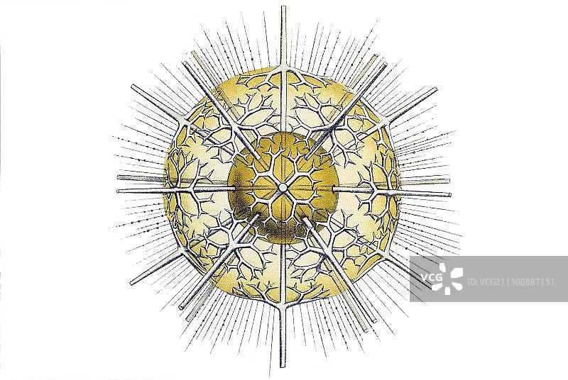 历史插图：Acanthometra，海洋原生动物，Xiphacantha，Stauracantha quadrifurca，Stauracanthitidae科，恩斯特·海克尔，《自然界的艺术形态》图片素材