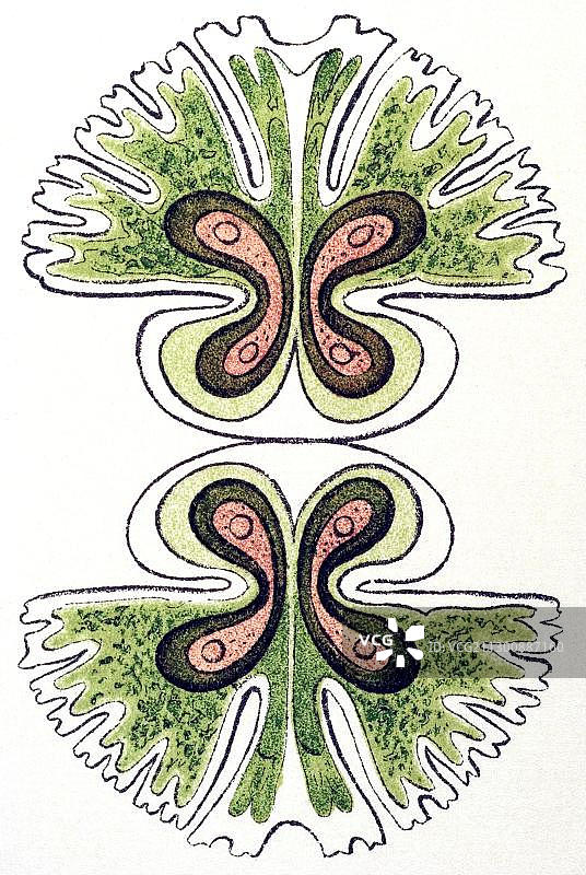 埃恩斯特·海克尔《自然界的艺术形态》：鼓藻图片素材