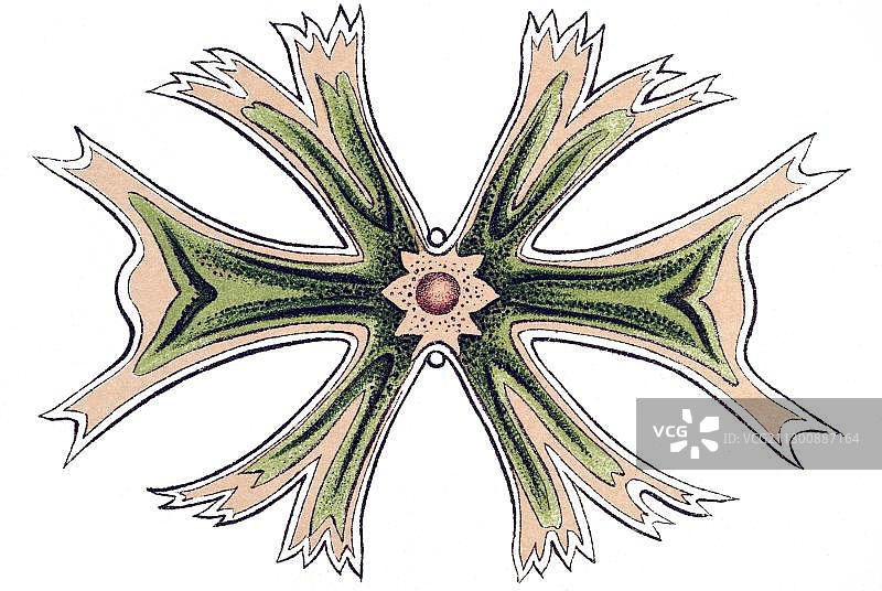 鼓藻历史插图，第24号图版，海洋藻类，名称星杆藻，8/马耳他小星藻，恩斯特·海克尔，《自然界的艺术形态》图片素材