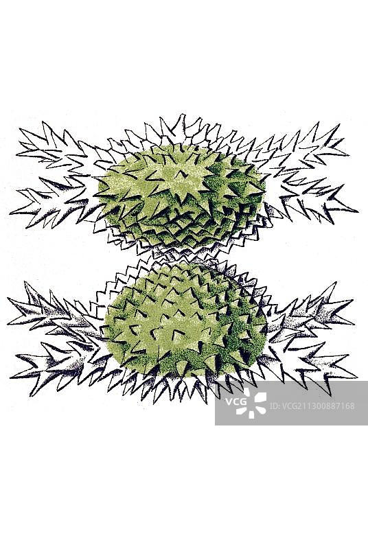 鼓藻历史插图：自然艺术形式图片素材