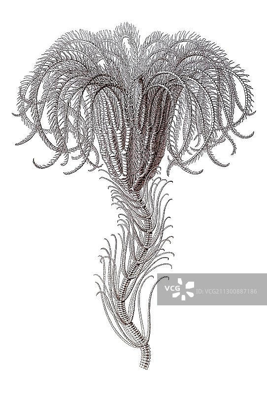 蒂特尔海百合水百合描述海百合/ Palmensterne,名称Pentacrinus,1/ Metacrinus angulatus,整个Palmenstern,在natuerlicher Groesse,恩斯特·海克尔,Kunstformen der Natur MK艺术形式的自然,恩斯特·海克尔,Kunstformen der Natur,海洋海洋动物海底动物学海洋装饰历史自然历史装饰设计美学饰品宏微放射虫浮游生物原生生物原生生物水百合图片素材