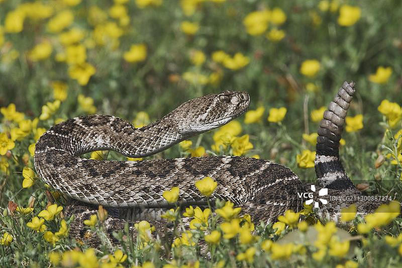 花丛中的西部菱斑响尾蛇图片素材