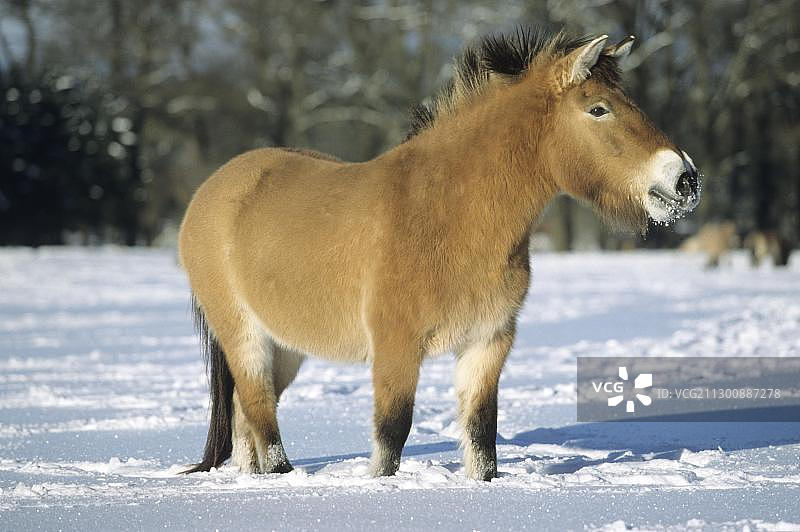 欧洲德国黑森州霍夫盖斯马尔雪地中的普氏野马图片素材