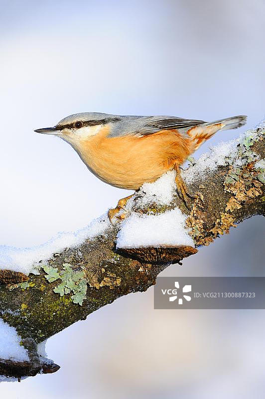 2006年度鸟类：欧亚山雀图片素材