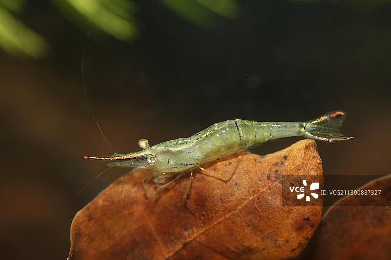 来自亚洲的红额米虾，淡水、半咸水图片素材