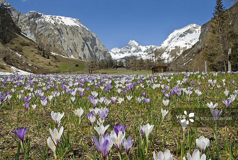 初夏时节生长在高山牧场上的番红花，背景是格罗斯格洛克纳山，奥地利东蒂罗尔图片素材