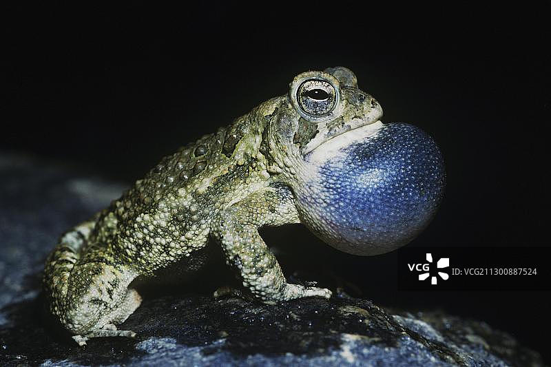 伍德豪斯蟾蜍雄性夜间鸣叫，声囊膨胀，美国北卡罗来纳州威克县罗利图片素材