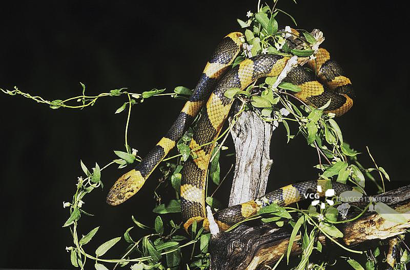 北部猫眼蛇，成年，夜间，格兰德河谷，德克萨斯州，美国，北美洲图片素材