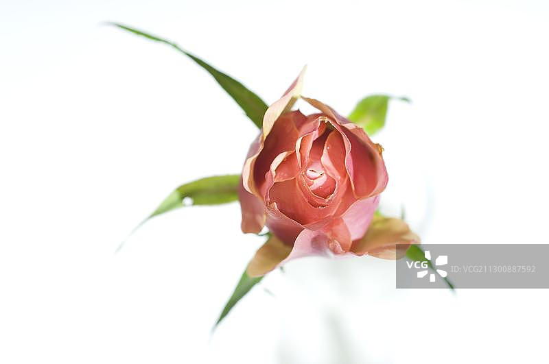 带绿叶的粉色玫瑰花朵图片素材