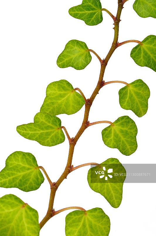 常见常春藤图片素材