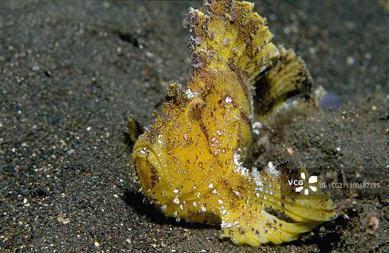 叶鱼(三棘蓑鲉)，图兰奔，巴厘岛，印度尼西亚，亚洲图片素材