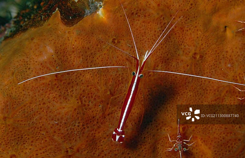 太平洋清洁虾，印度尼西亚巴厘岛图兰奔图片素材