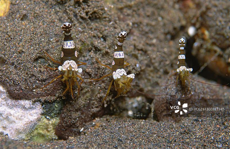 高举尾巴的虾(Thor amboinensis)，图兰奔，巴厘岛，印度尼西亚，亚洲图片素材