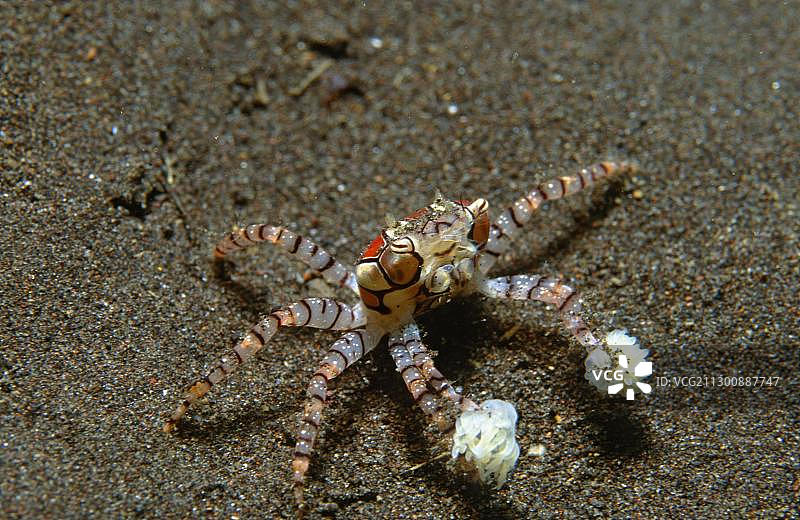 拳击蟹（Lybia tesselata），图兰奔，巴厘岛，印度尼西亚，亚洲图片素材