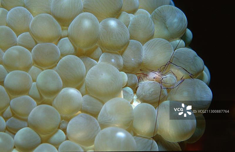 位于印度尼西亚巴厘岛图兰奔的气泡珊瑚上的气泡珊瑚虾图片素材