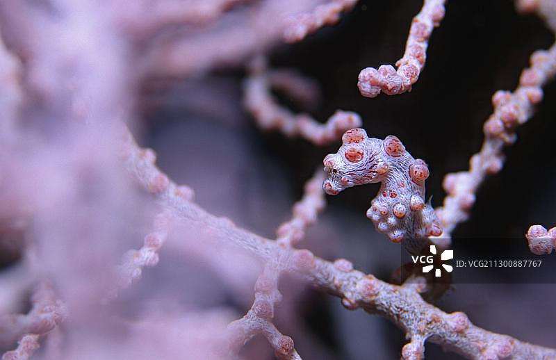 Pygmy Seahorse, Tulamben，巴厘岛，印度尼西亚，亚洲图片素材