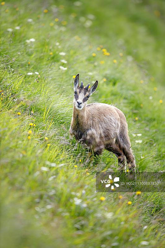 欧洲法国孚日山幼年羚羊图片素材