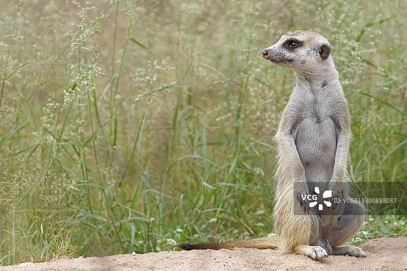 成年雄性猫鼬在洞穴入口处向外看，南非Kgalagadi Transfrontier公园图片素材