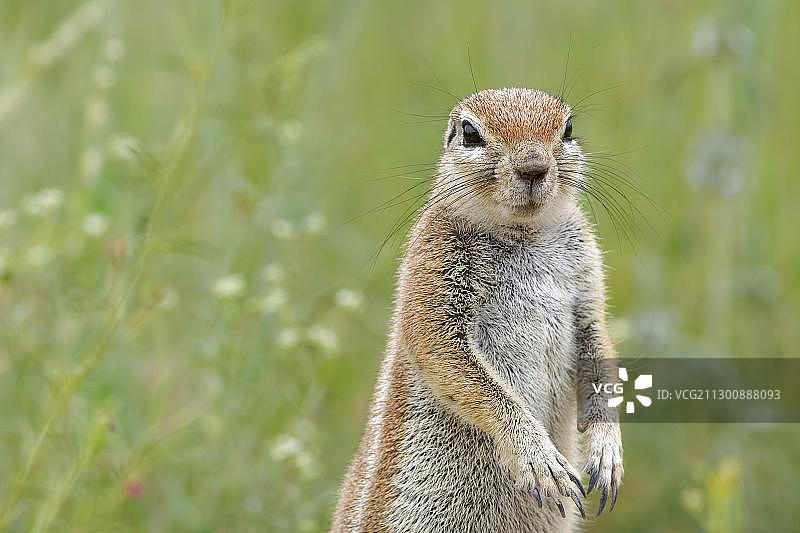 非洲地松鼠（成年），卡拉哈迪跨国公园，北开普省，南非，非洲图片素材