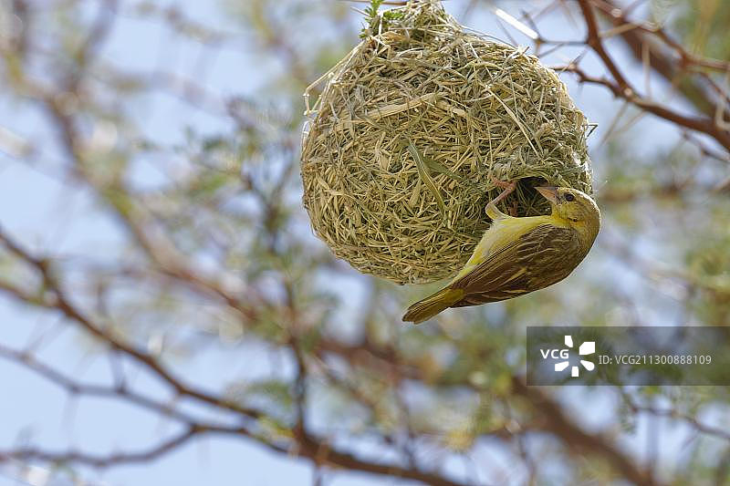 卡格拉格帝跨国公园中悬挂在巢穴上的成年雌性南方织布鸟图片素材