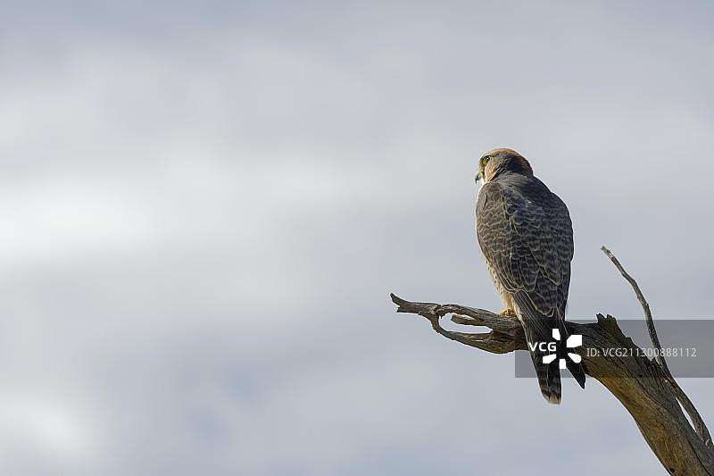 兰纳隼成鸟栖息在树枝上，寻找猎物，非洲南非北部开普省卡拉哈迪跨国公园图片素材