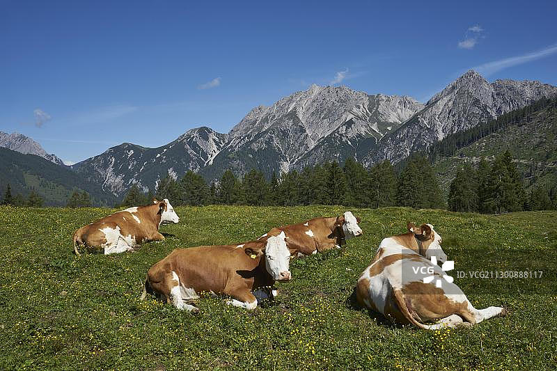 在牧场上的快乐奶牛,莱萨赫塔尔,盖尔塔尔阿尔卑斯山脉,卡尼克阿尔卑斯山脉后,克恩顿州,阿尔卑斯山脉,奥地利,欧洲图片素材