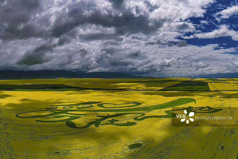 2020.7.18航拍青海门源油菜花海～爱在一起图片素材