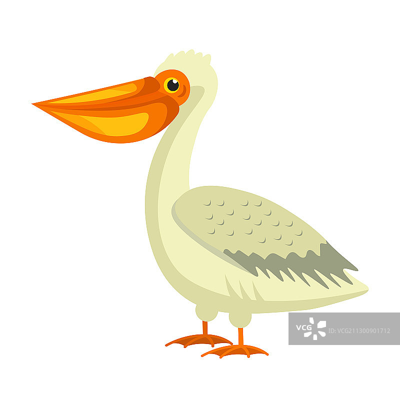 孤立的长喙白色鹈鹕图片素材