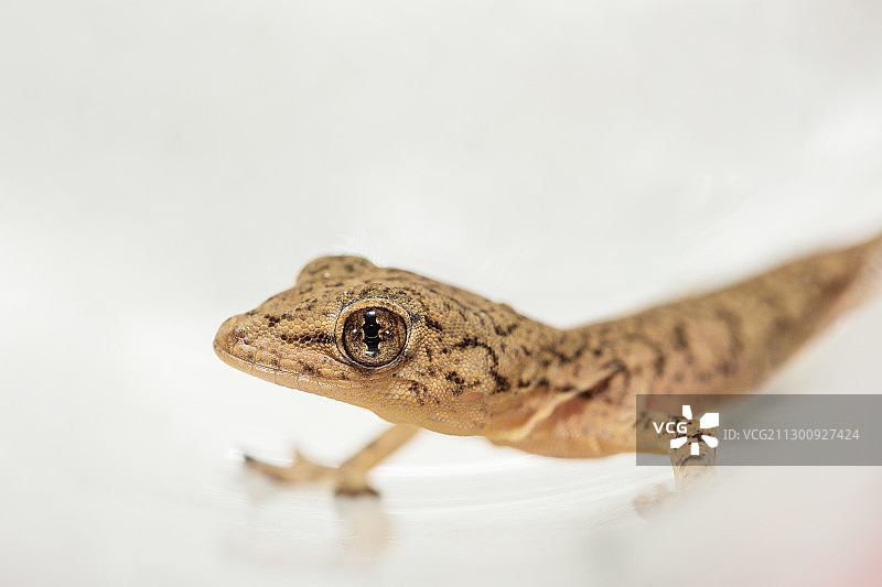 壁虎特写图片素材