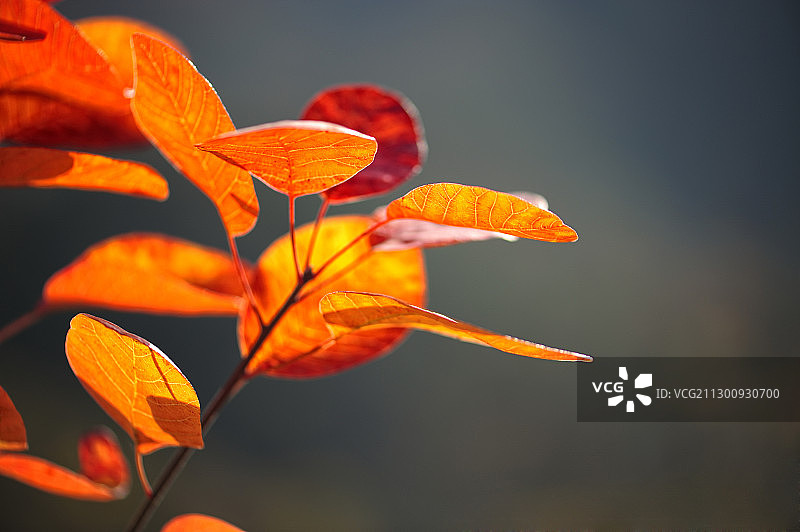 秋天里的红叶图片素材