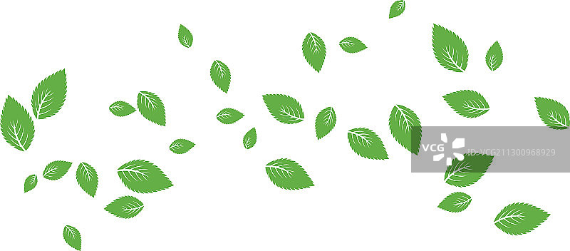 薄荷叶背景图片素材