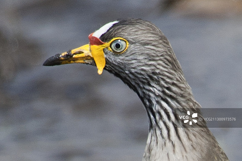 肉垂麦鸡特写图片素材