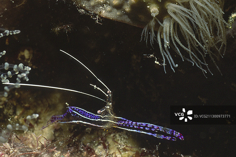 清洁虾图片素材