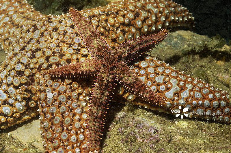 脆弱的彩虹星与巨型棘星图片素材