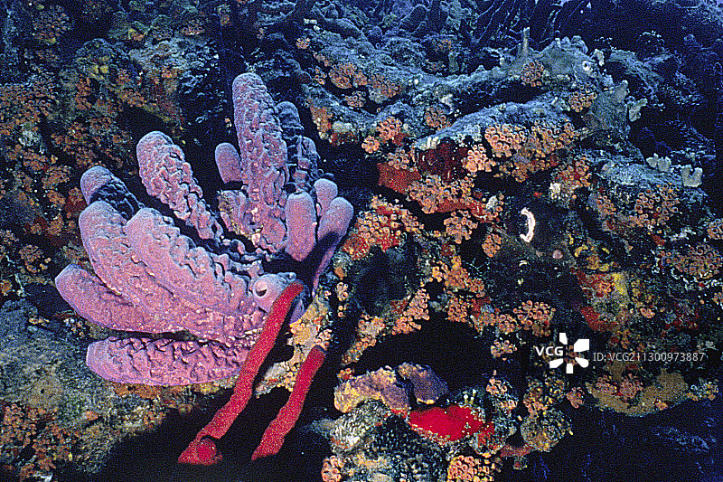 覆盖旧沉船的珊瑚和海绵图片素材