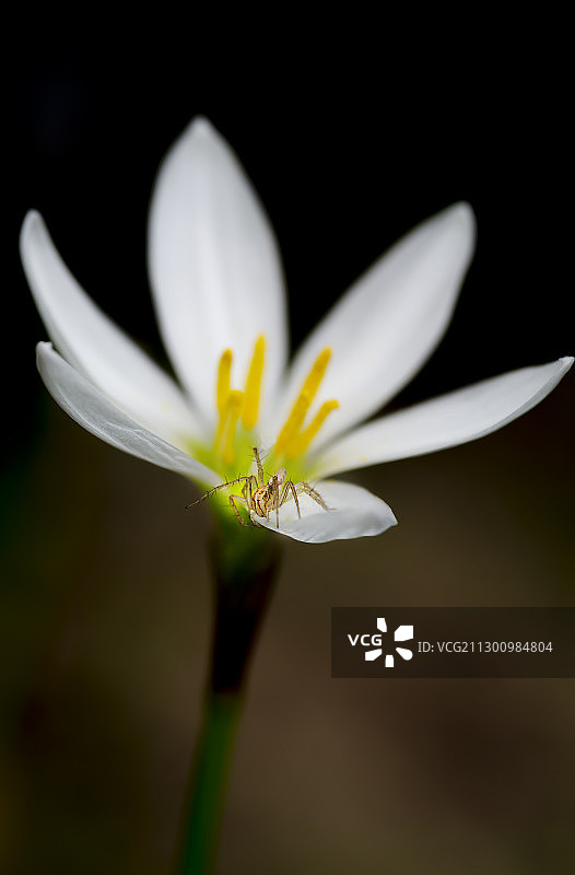 葱兰上的猫蛛图片素材