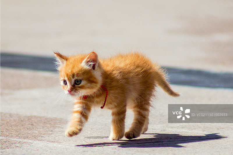 可爱的小猫图片素材